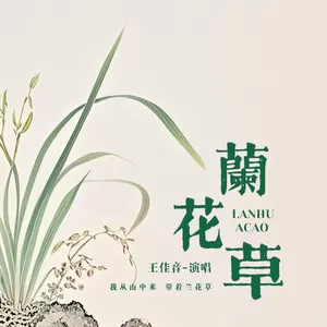 兰花草
